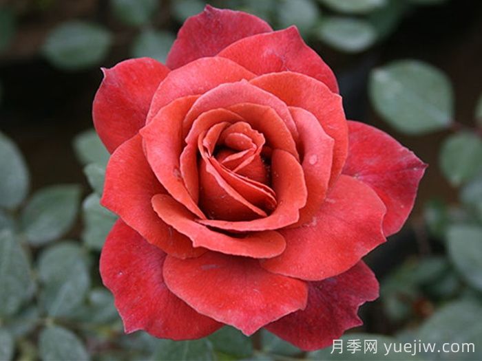 红茶月季/黑茶月季(图1)