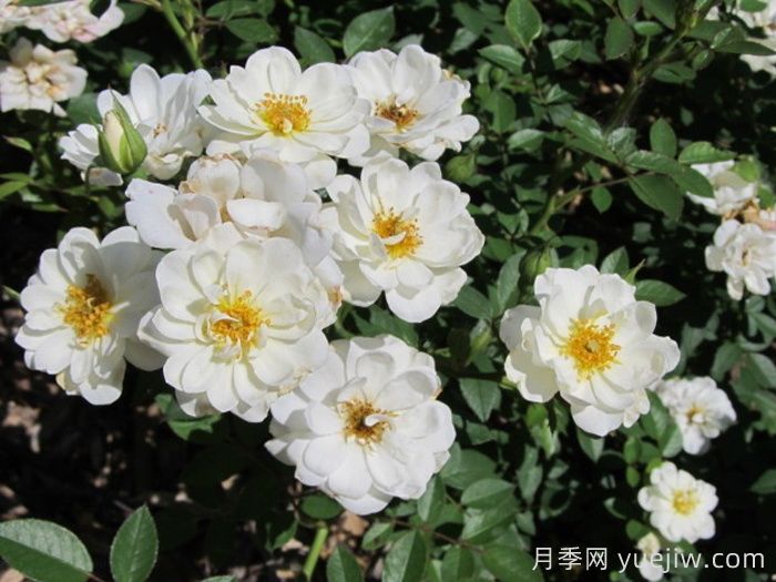 肯特月季(图2)