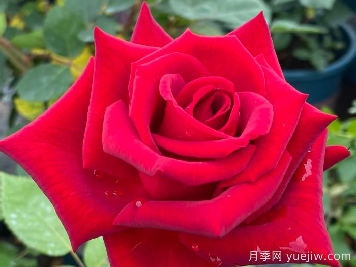 卡罗拉月季(图1)