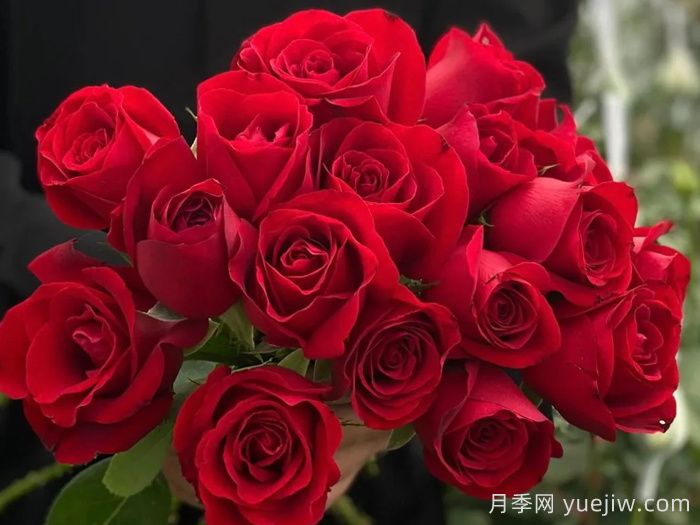 卡罗拉月季(图3)