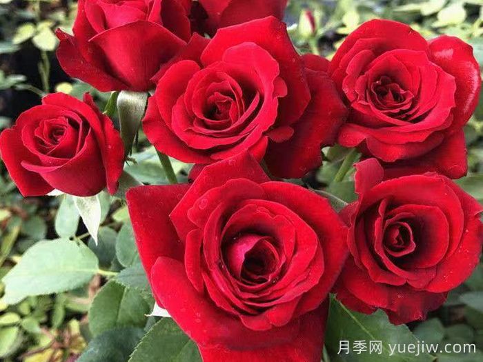 卡罗拉月季(图2)