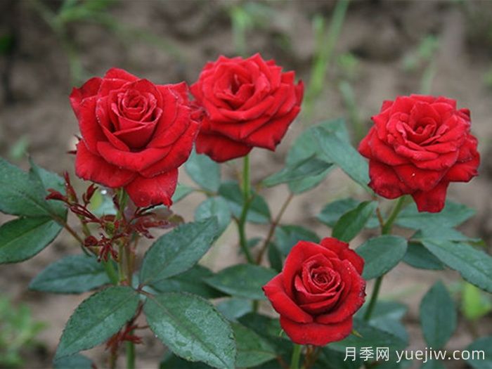 珠美月季(图1) 珠美月季(图1)