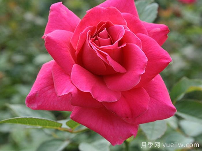 长梦月季/大梦想(图1)