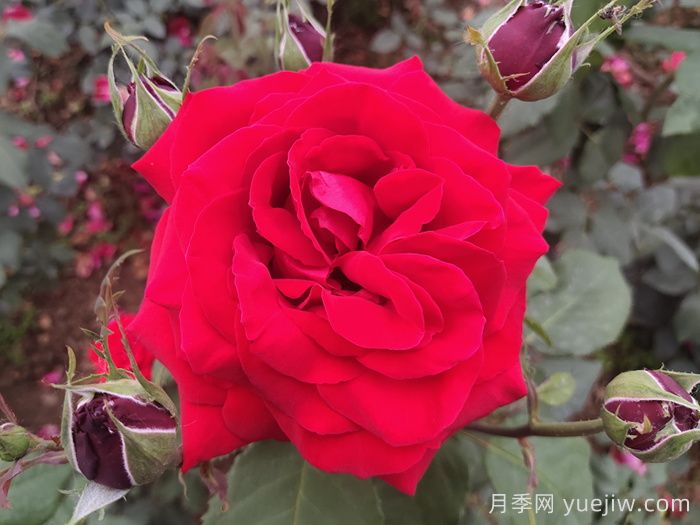 亚历克红月季/亚力克红(图3)