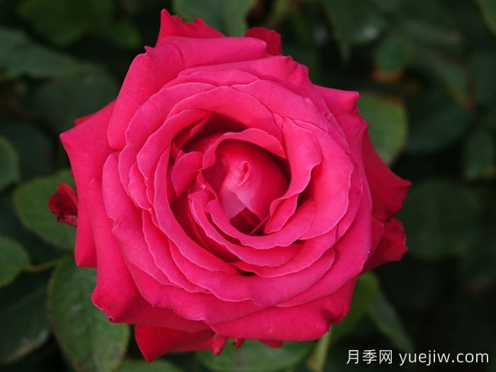 亚历克红月季/亚力克红(图2)