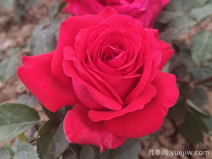 亚历克红月季/亚力克红(图1)