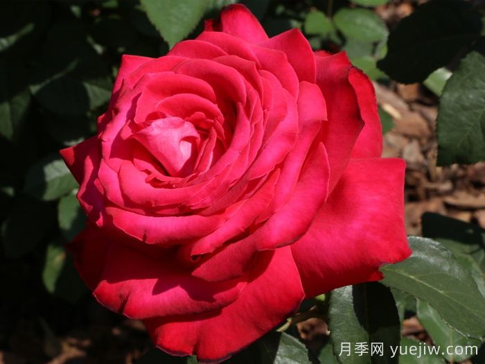 亚历克红月季/亚力克红(图4)