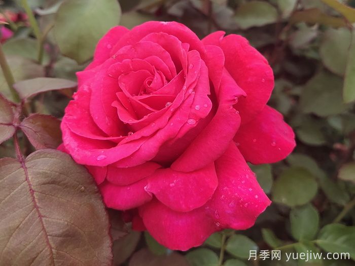 亚历克红月季/亚力克红(图6)