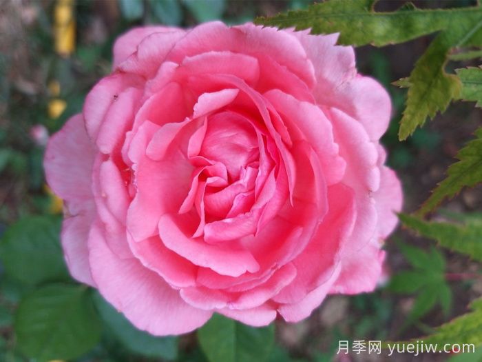 花宫娜月季(图1)