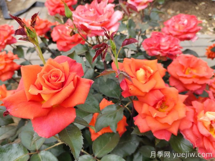 莫妮卡月季/摩尼卡月季(图3) 莫妮卡月季/摩尼卡月季(图3)