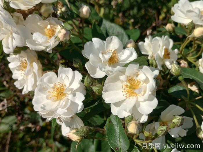 霜冻早晨月季/莫斯卡尔布(图1)