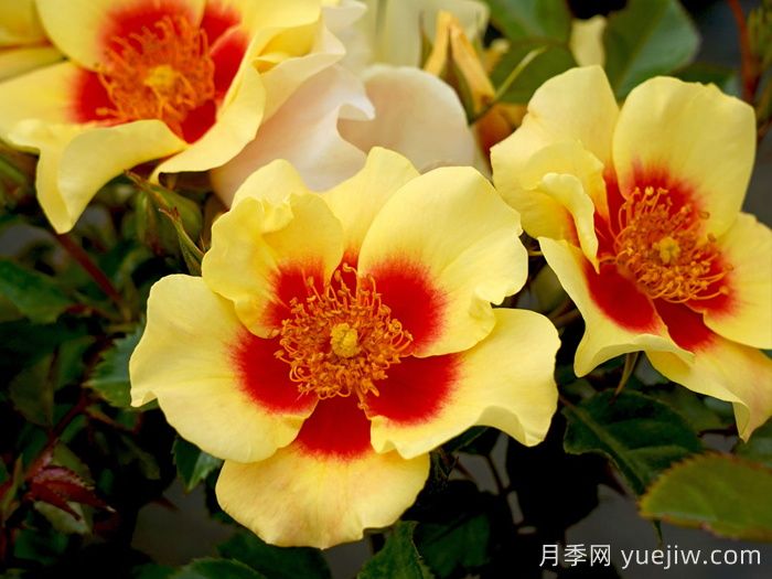 老虎眼睛月季/老虎之眼/虎之眼(图3)