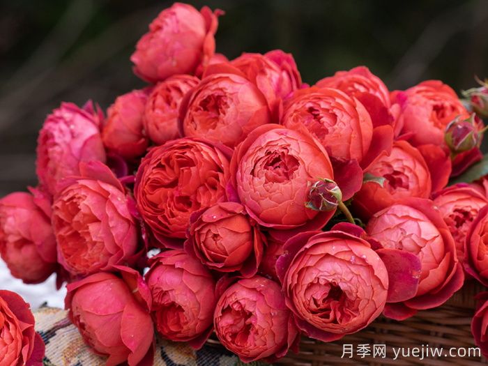 朱砂碗月季(图4)