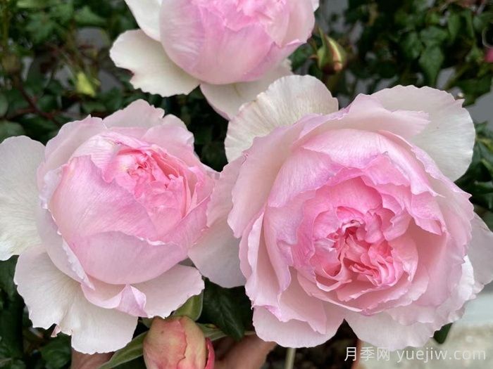 佩尔朱克月季/桃子月季(图4)