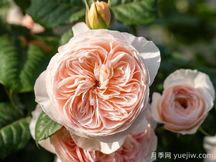 涵仙月季(图1) 涵仙月季(图1)