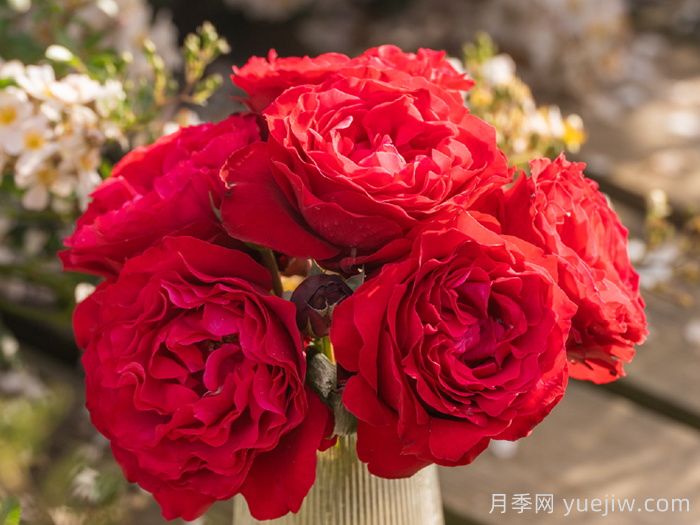 飞火月季(图1) 飞火月季(图2)