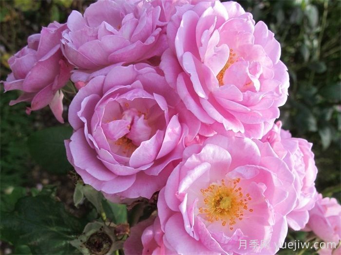 丁香花束月季/丁香日(图1) 丁香花束月季/丁香日/丁香崛起(图1)