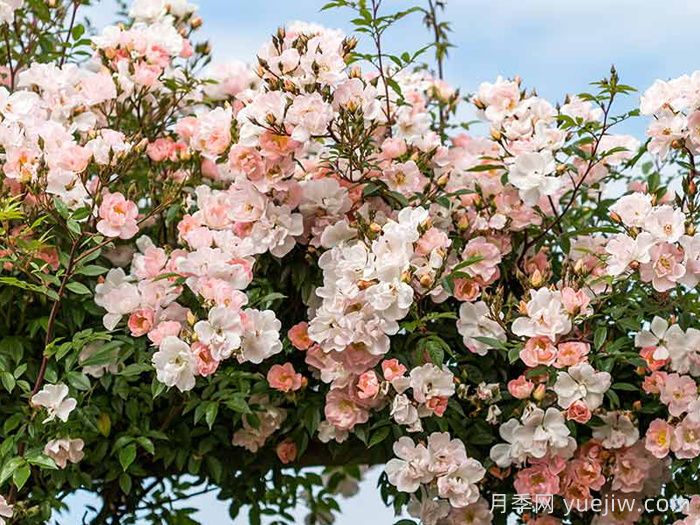 自由飞翔月季/珊瑚海月季/张开双臂(图4)