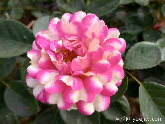 粉色恶意月季(图1) 粉色恶意月季(图1)