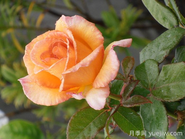 尼尔森女孩月季/纳尔逊女孩(图1) 尼尔森女孩月季/纳尔逊女孩(图1)