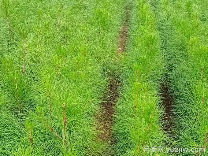 湿地松/湿地松杯苗(图1)