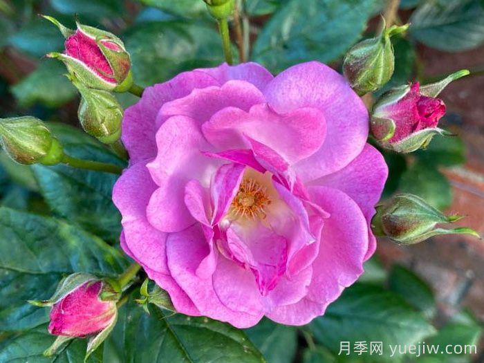 丁香花束月季/丁香日/丁香崛起(图2) 丁香花束月季/丁香日/丁香崛起(图2)
