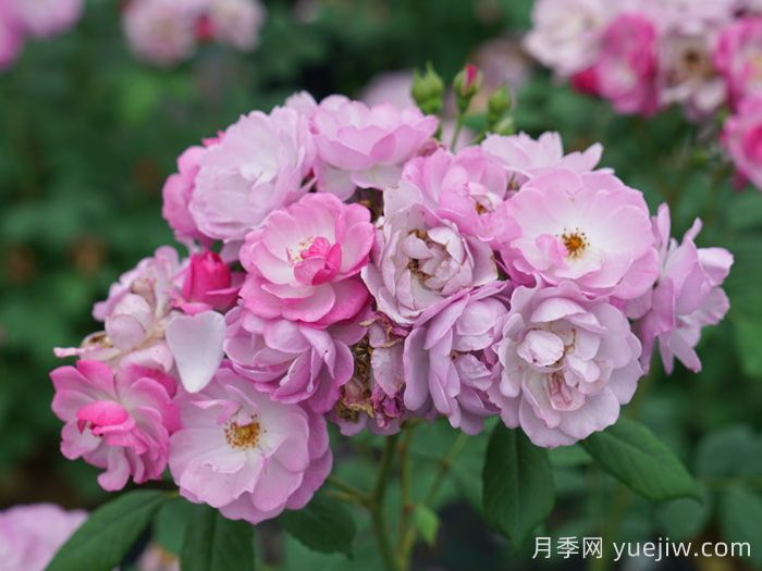 丁香花束月季/丁香日/丁香崛起(图3) 丁香花束月季/丁香日/丁香崛起(图3)