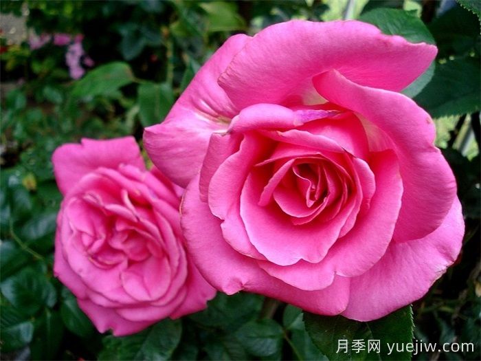 淑女月季/爱奥尼亚(图3) 淑女月季/爱奥尼亚(图3)