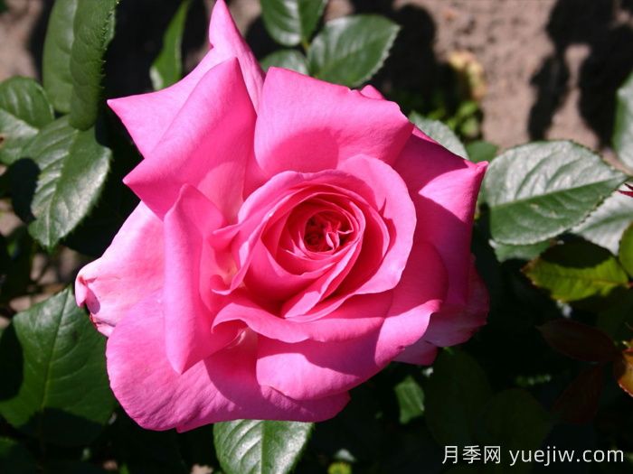 淑女月季/爱奥尼亚(图1) 淑女月季/爱奥尼亚(图1)