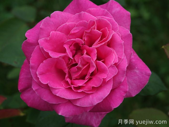 淑女月季/爱奥尼亚(图2) 淑女月季/爱奥尼亚(图2)