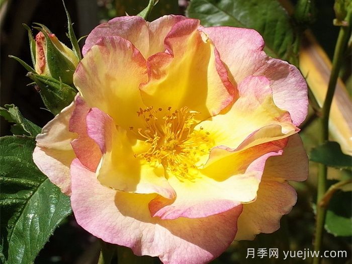 香味花园(图1) 香味花园(图1)