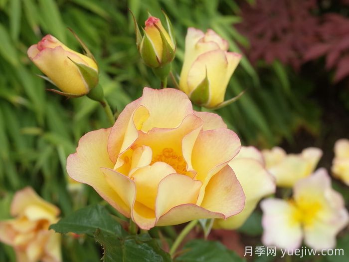 香味花园(图2) 香味花园(图2)