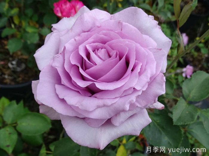 蓝色女孩月季/科隆狂欢节(图1)