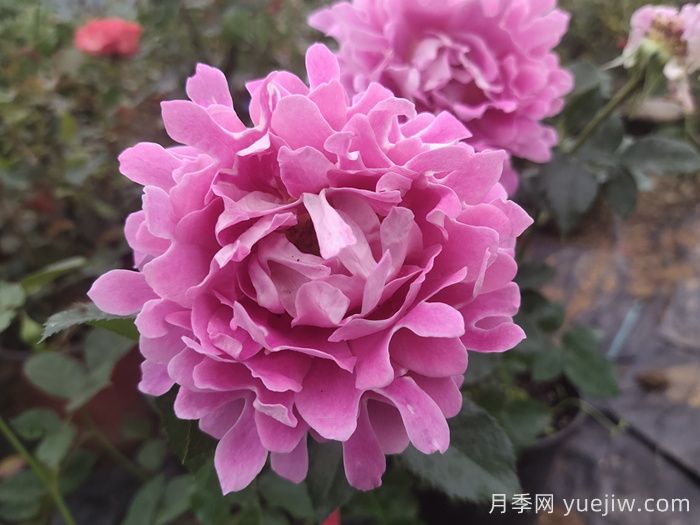 梦幻褶边月季/梦幻波浪(图1)