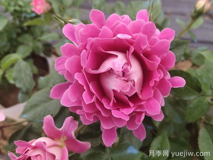 梦幻褶边月季/梦幻波浪(图2)
