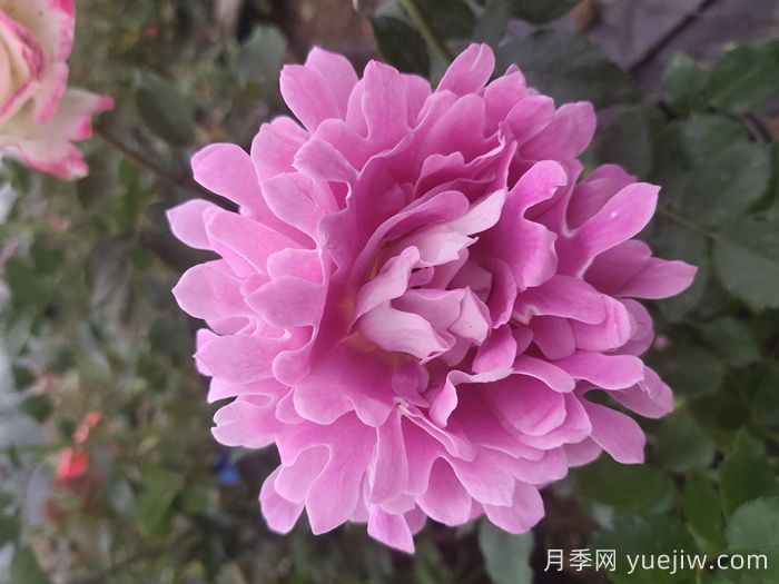 梦幻褶边月季/梦幻波浪(图3)