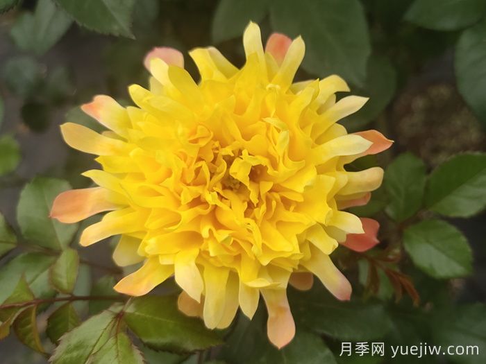 烟花波浪月季/烟花褶边(图2)