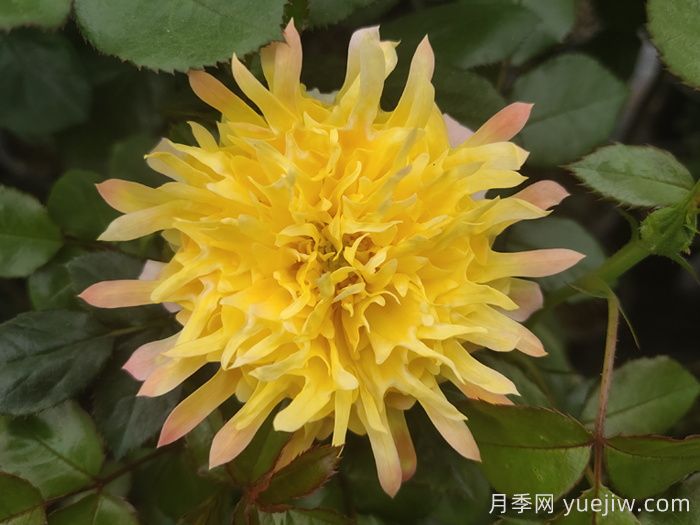 烟花波浪月季/烟花褶边(图1)