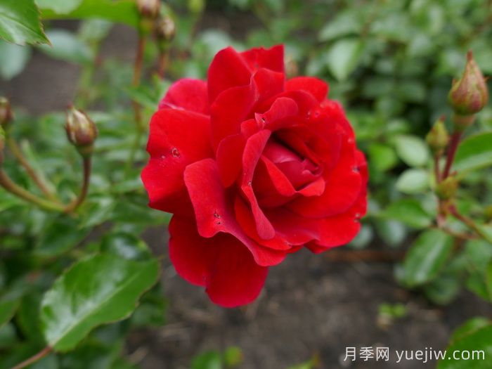 莎莎酱月季/萨尔萨舞曲月季(图1) 莎莎酱月季/萨尔萨舞曲月季(图1)