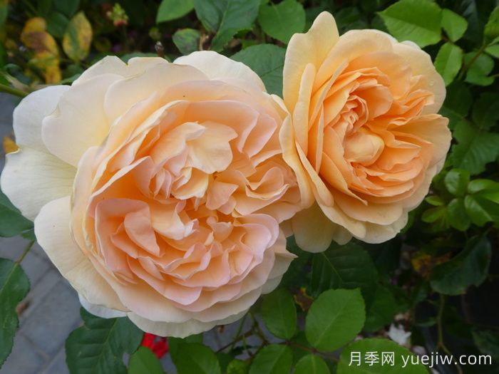 阿梅丽诺冬月季/爱蜜莉诺冬(图2) 阿梅丽诺冬月季/爱蜜莉诺冬(图2)