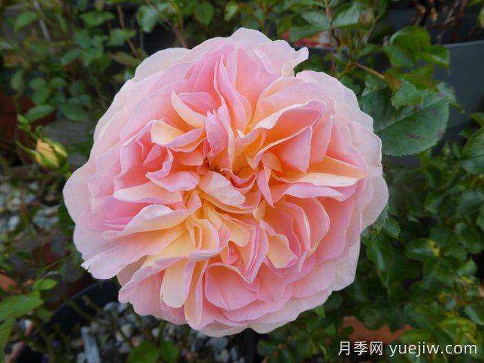 阿梅丽诺冬月季/爱蜜莉诺冬(图1) 阿梅丽诺冬月季/爱蜜莉诺冬(图1)