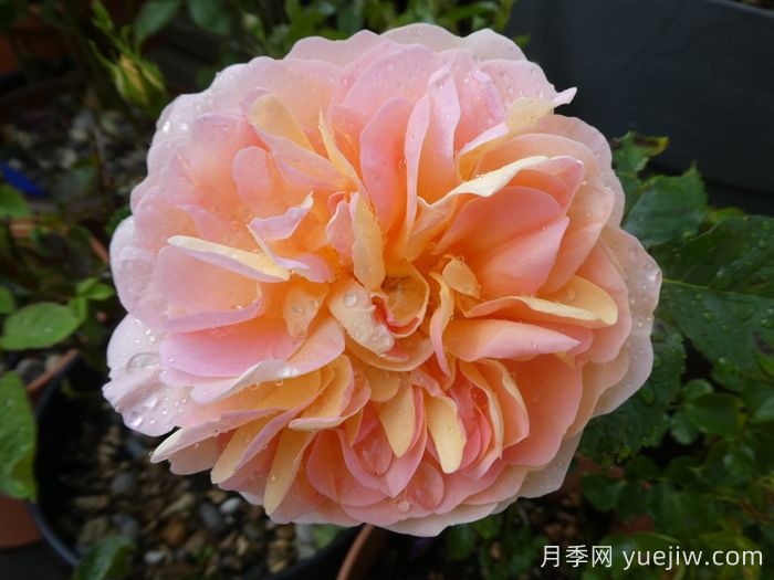 阿梅丽诺冬月季/爱蜜莉诺冬(图4) 阿梅丽诺冬月季/爱蜜莉诺冬(图4)