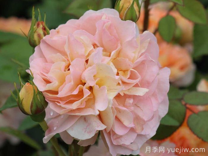 阿梅丽诺冬月季/爱蜜莉诺冬(图3) 阿梅丽诺冬月季/爱蜜莉诺冬(图3)
