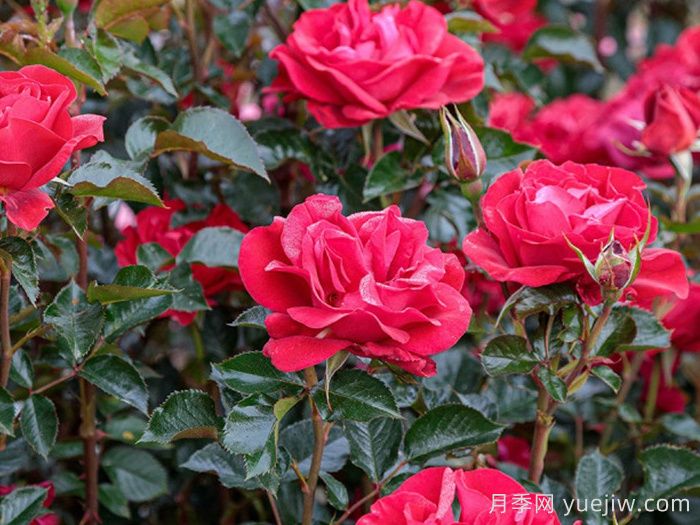 红宝石红月季/夏季桑格利亚月季(图1) 红宝石红月季/夏季桑格利亚月季(图1)