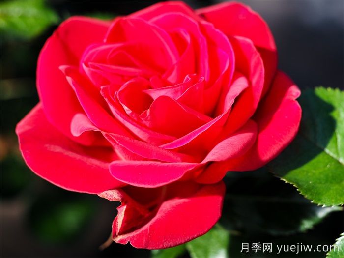 红宝石红月季/夏季桑格利亚月季(图3) 红宝石红月季/夏季桑格利亚月季(图3)