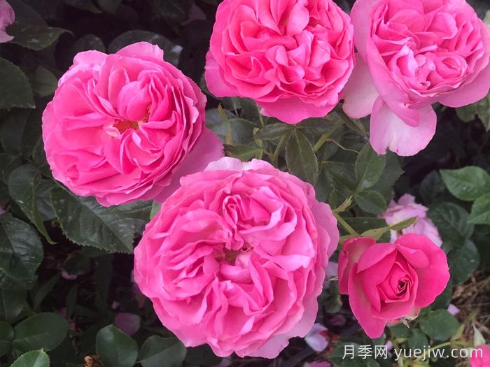 盛装打扮月季/精心装扮(图1) 盛装打扮月季/精心装扮(图1)