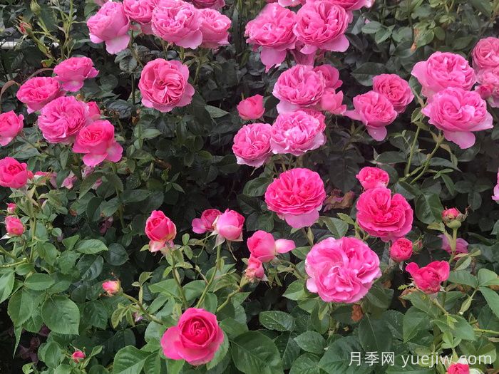 盛装打扮月季/精心装扮(图2) 盛装打扮月季/精心装扮(图2)