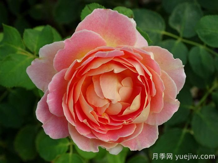 乐在阳光月季/嬉晴/阳光下的乐趣(图1) 乐在阳光月季/嬉晴/阳光下的乐趣(图1)