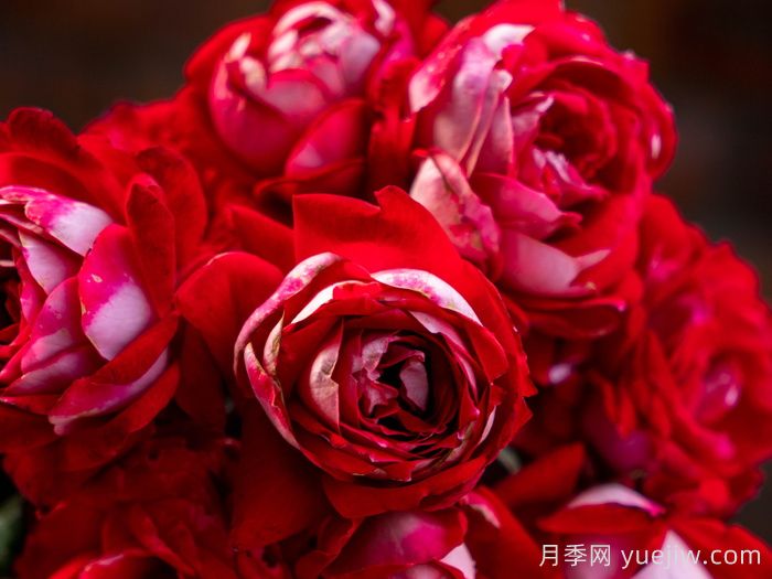 红缀银盘月季(图3) 红缀银盘月季(图3)