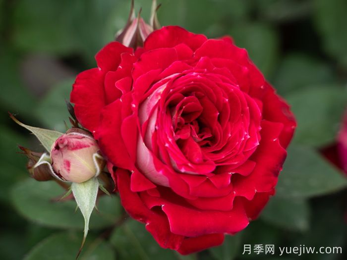 红缀银盘月季(图1) 红缀银盘月季(图1)
